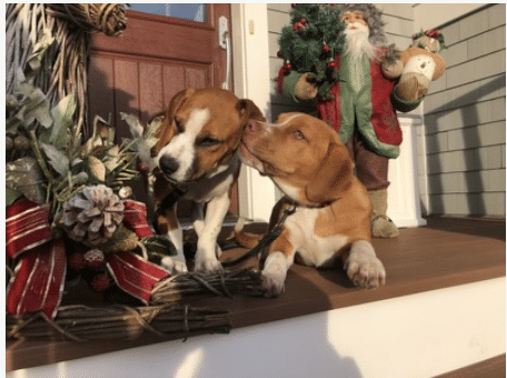 Huck and Finn . two bwon and white mixed breed pups, 5 1/2 mo. old